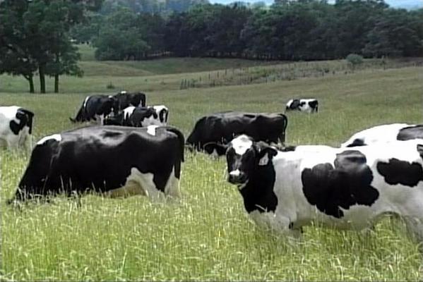 Product picture grazing cows in field  RF